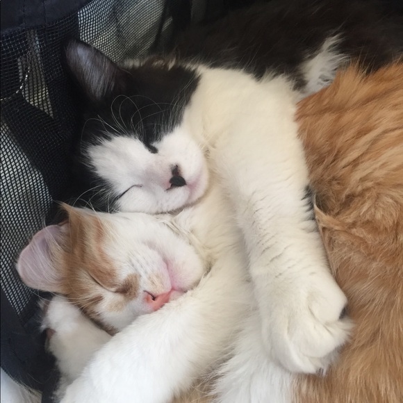 Meet your Posher, Danielle - Picture 6 of 7